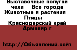 Выставочные попугаи чехи  - Все города Животные и растения » Птицы   . Краснодарский край,Армавир г.